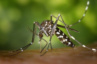 Vista lateral d'un adult femella de mosquit tigre, Aedes albopictus // J. Gathany
